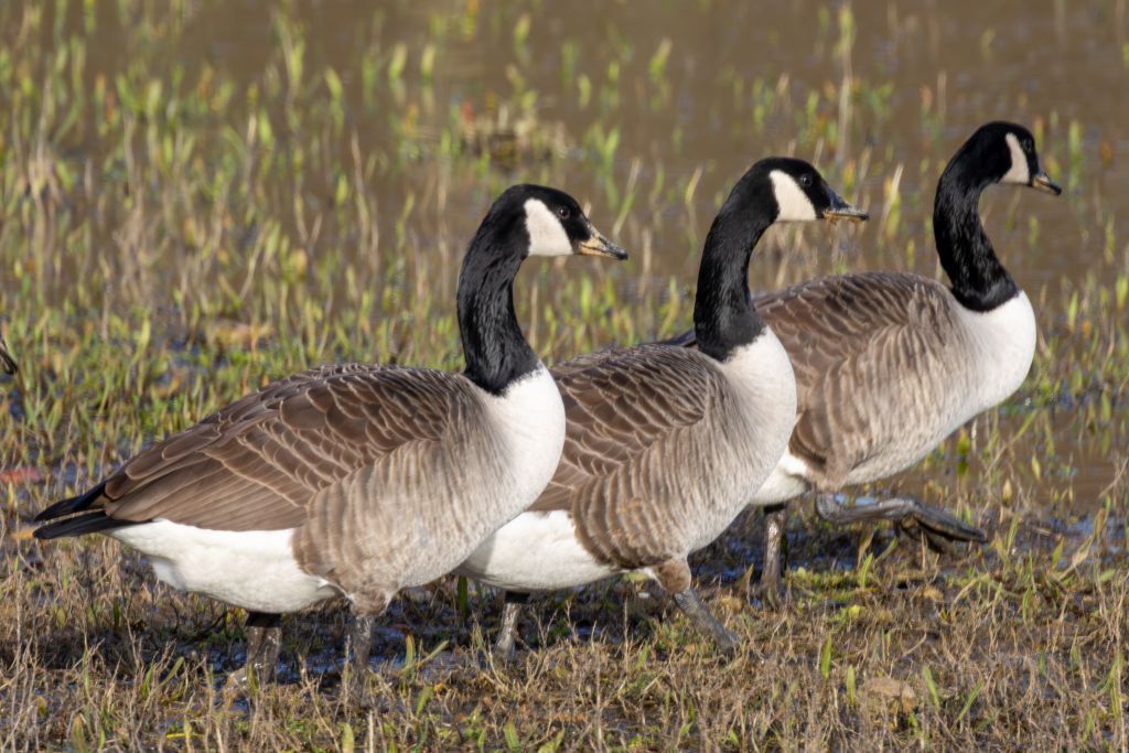 Canada Goose image 1